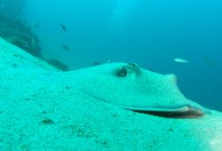 Sink To My Level

Cortez Sting Ray in the sand by Kevin Colter 